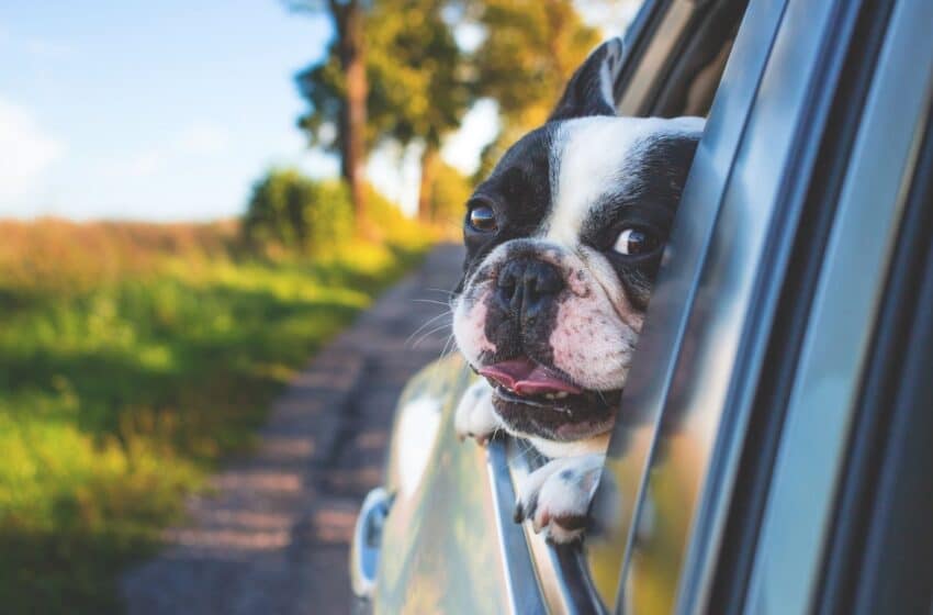 Zoom sur Uber Pets : le nouveau service d’Uber