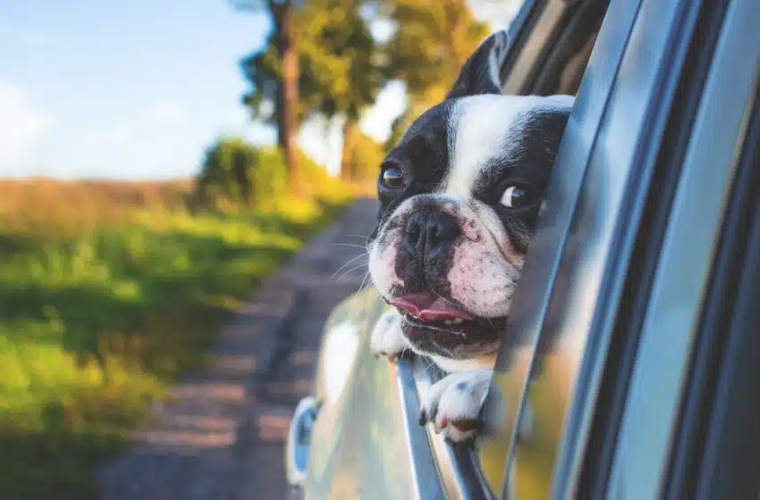 Zoom sur Uber Pets : le nouveau service d’Uber