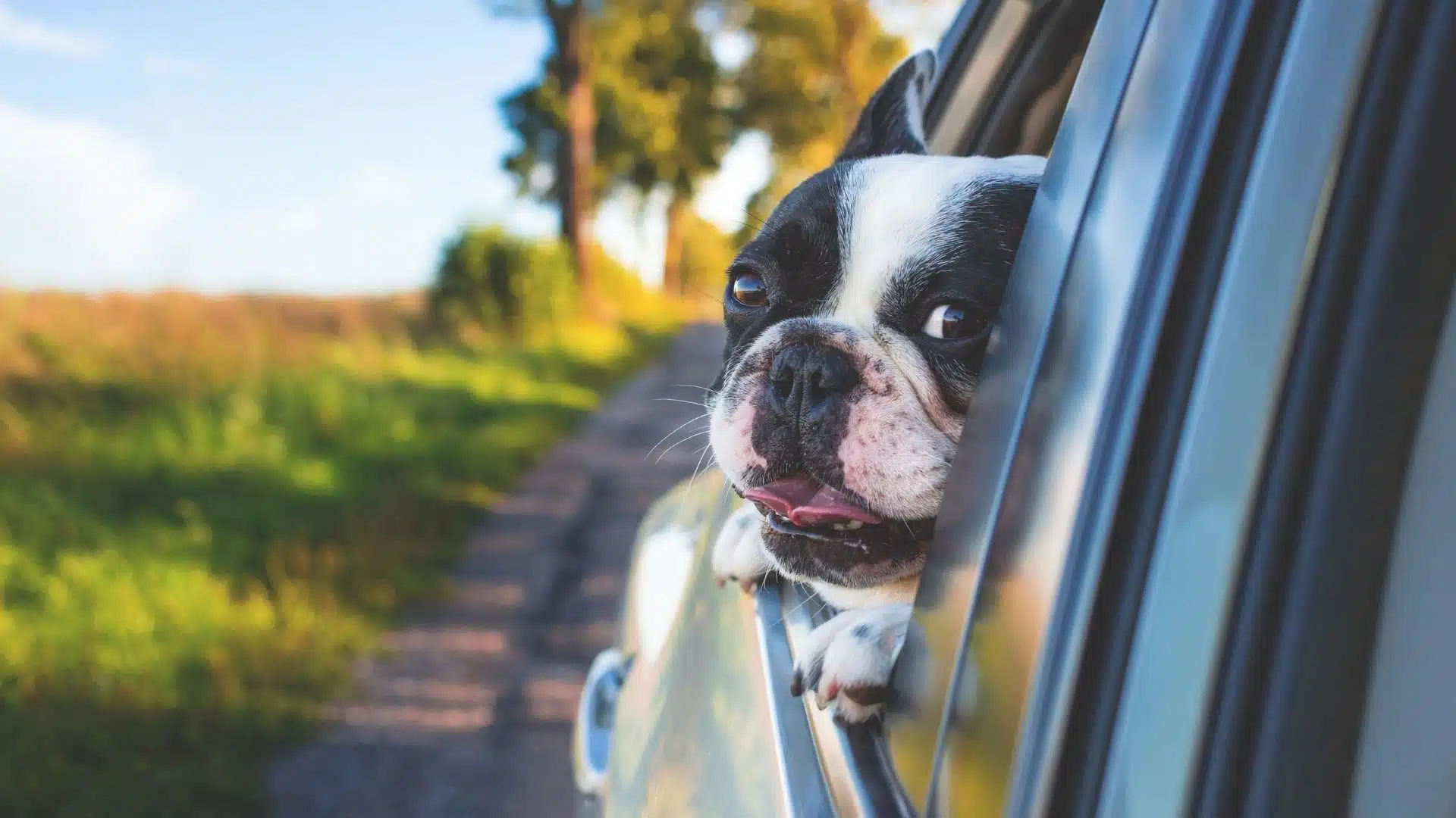 Zoom sur Uber Pets : le nouveau service d’Uber