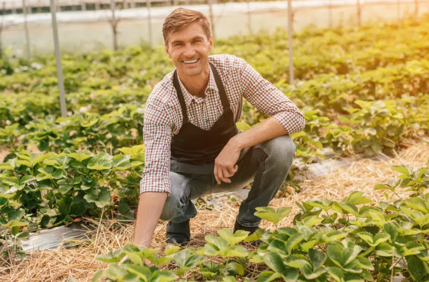 Est-ce la fin des fraises françaises dans nos rayons ?