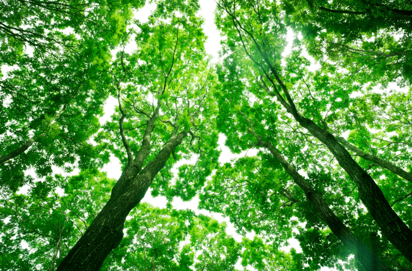 journee mondiale environnement
