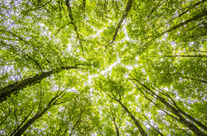 Greenwashing : définition, conséquences, exemples et outil de l’ADEME