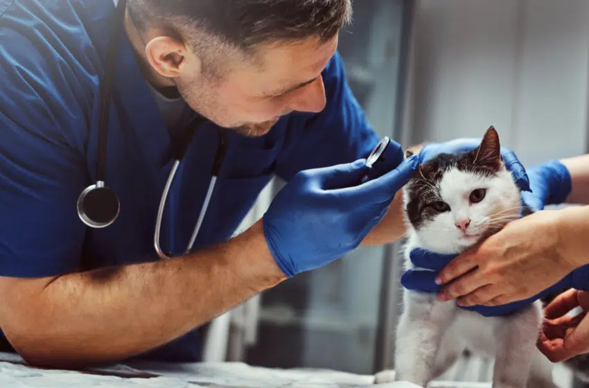 formation devenir veterinaire