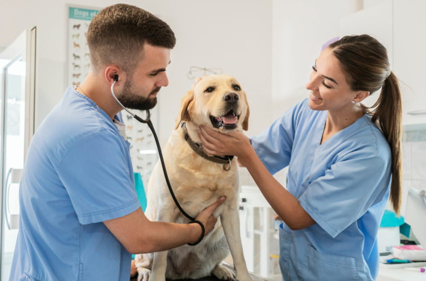  Métiers animaliers : Pourquoi devenir auxiliaire vétérinaire ?