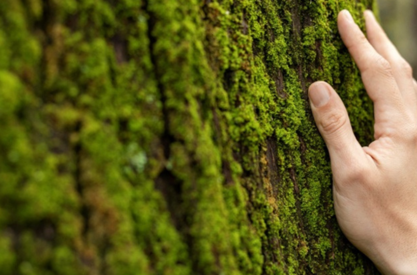  Filière forêt-bois : les métiers méconnus d’un secteur en plein essor