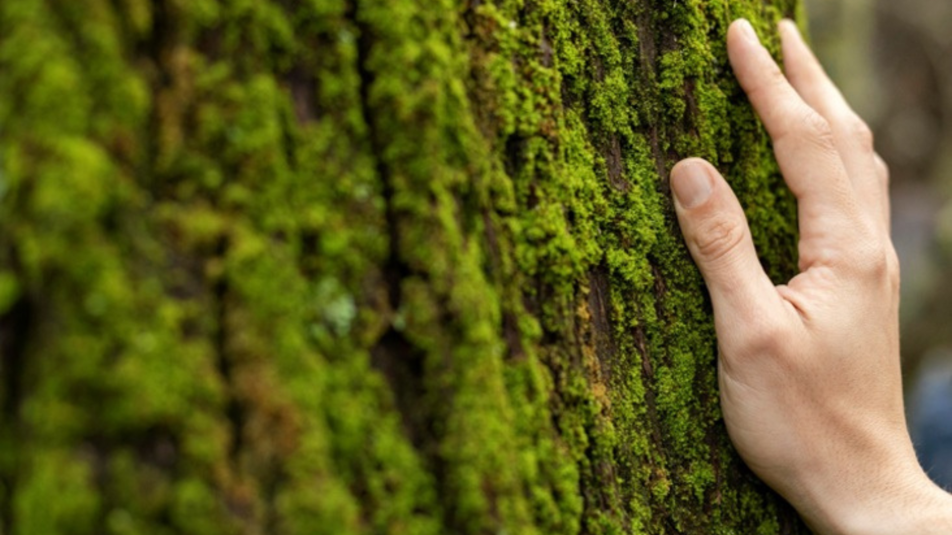  Filière forêt-bois : les métiers méconnus d’un secteur en plein essor