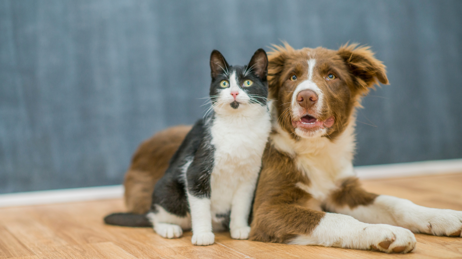  Pourquoi le chat dépasse le chien en France en 2026 : 16,6 millions contre 9,7 millions